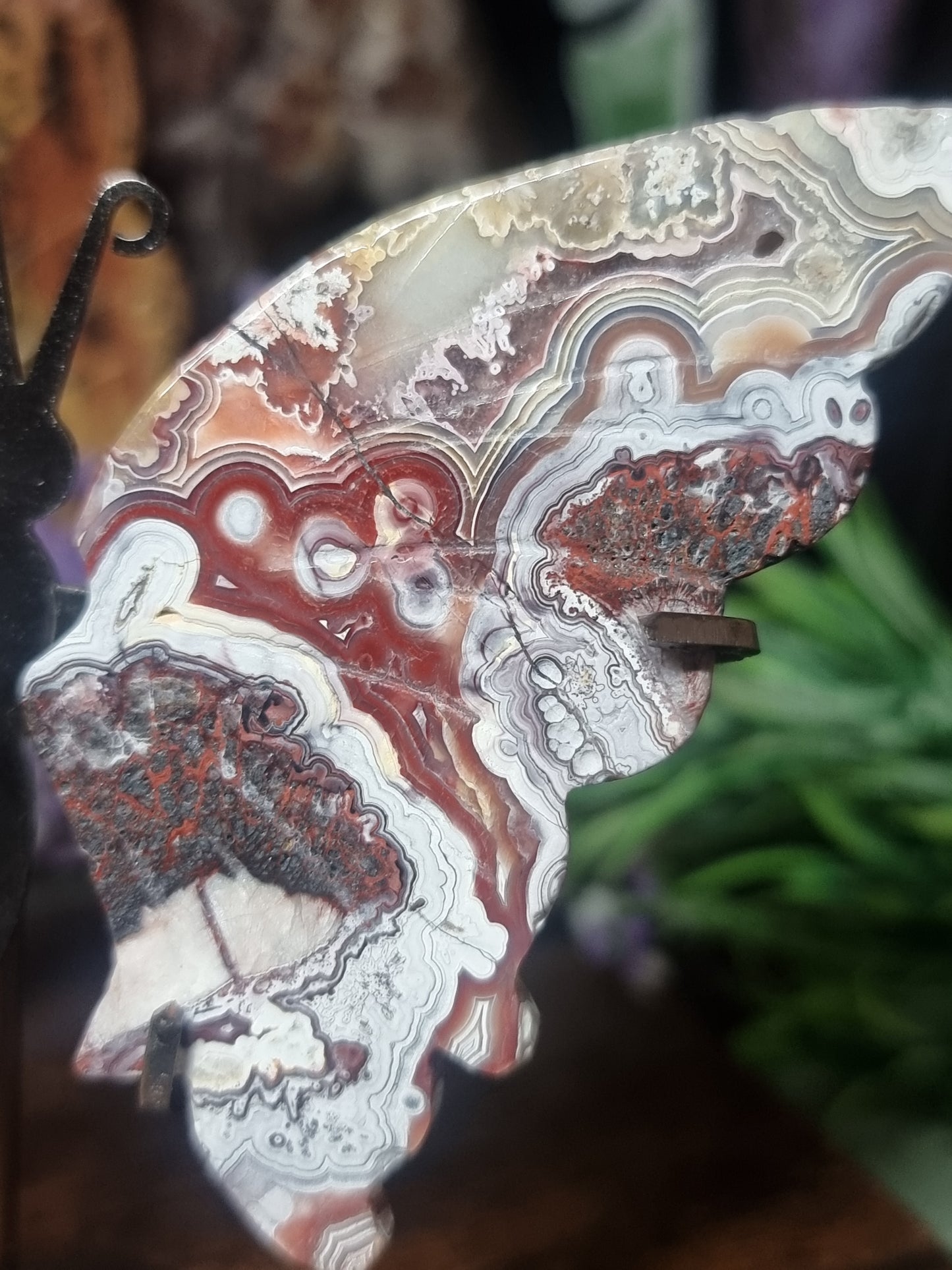 Mexican lace agate butterfly