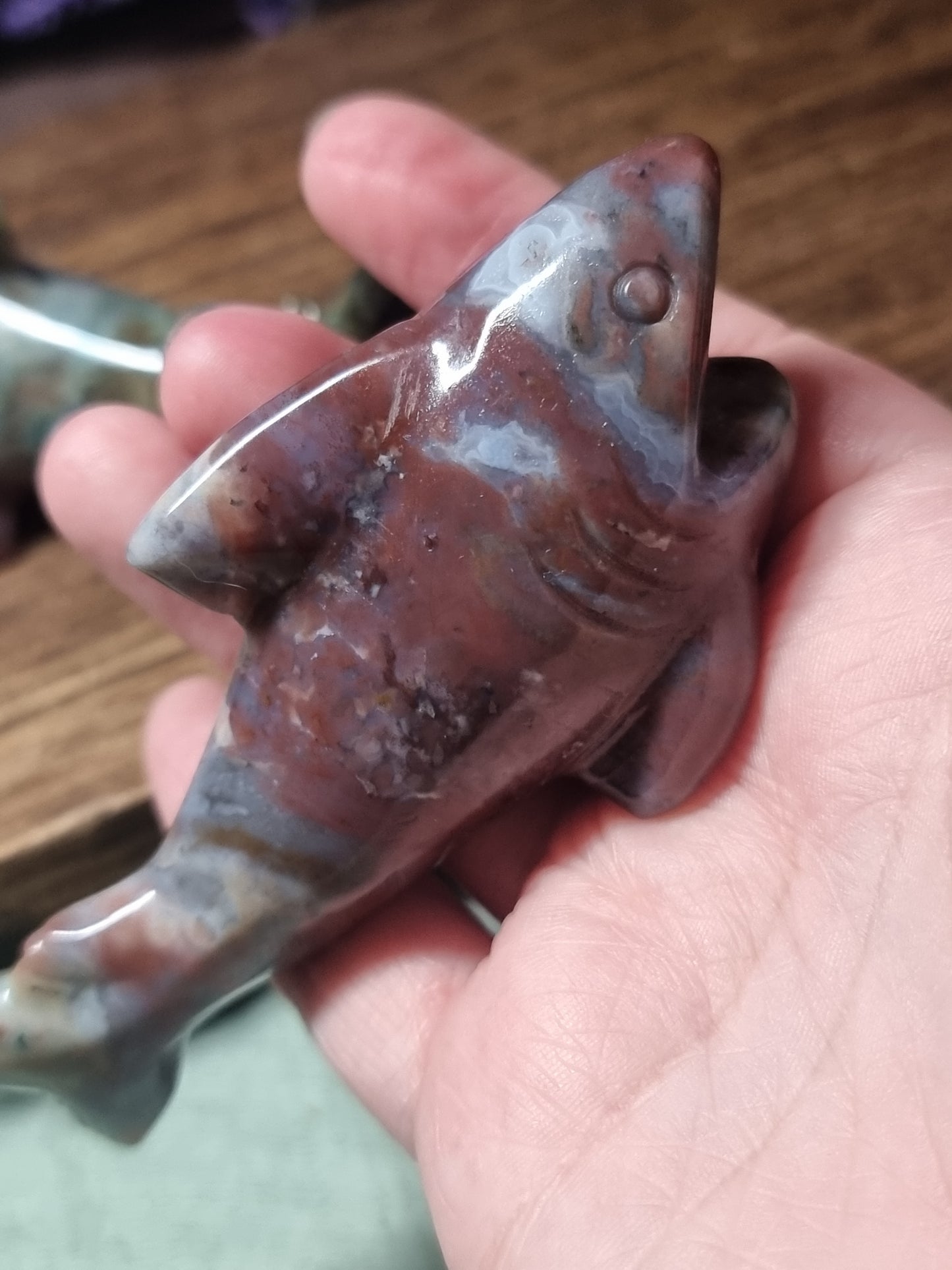 Ocean jasper sharks