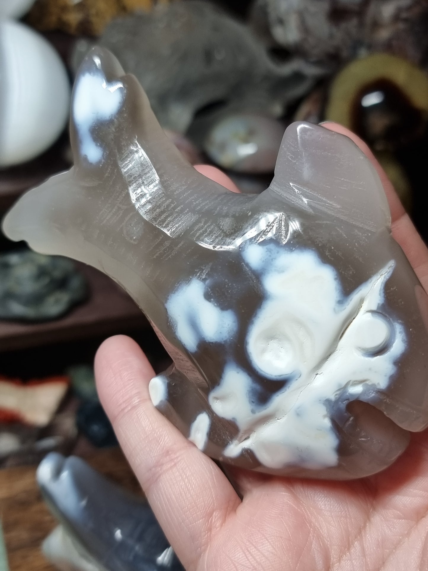 Orca agate sharks