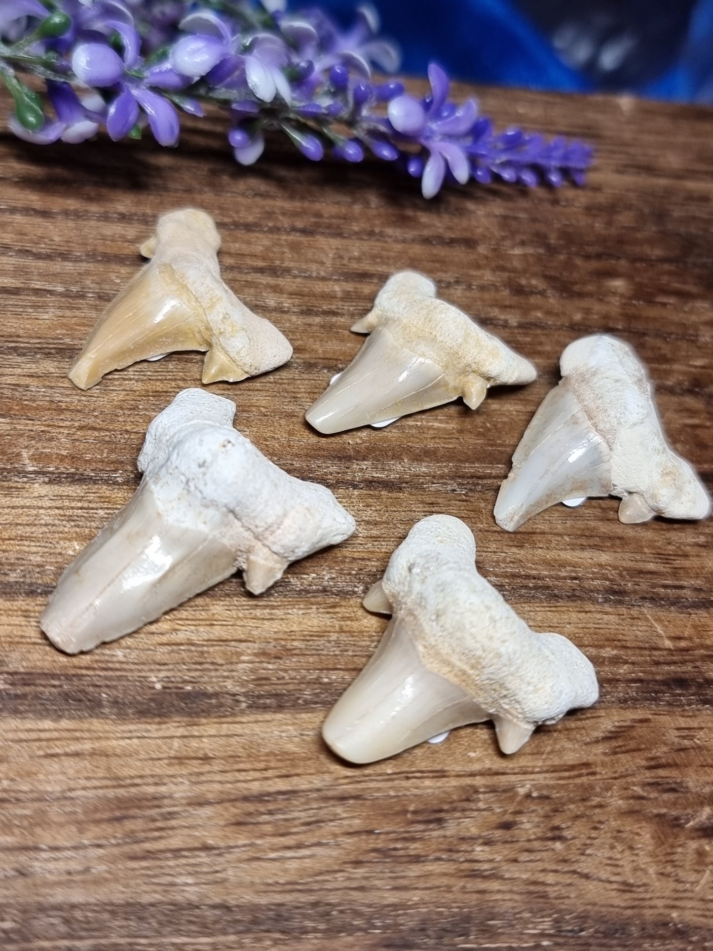 Otodus shark teeth