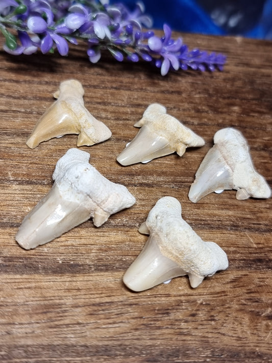 Otodus shark teeth