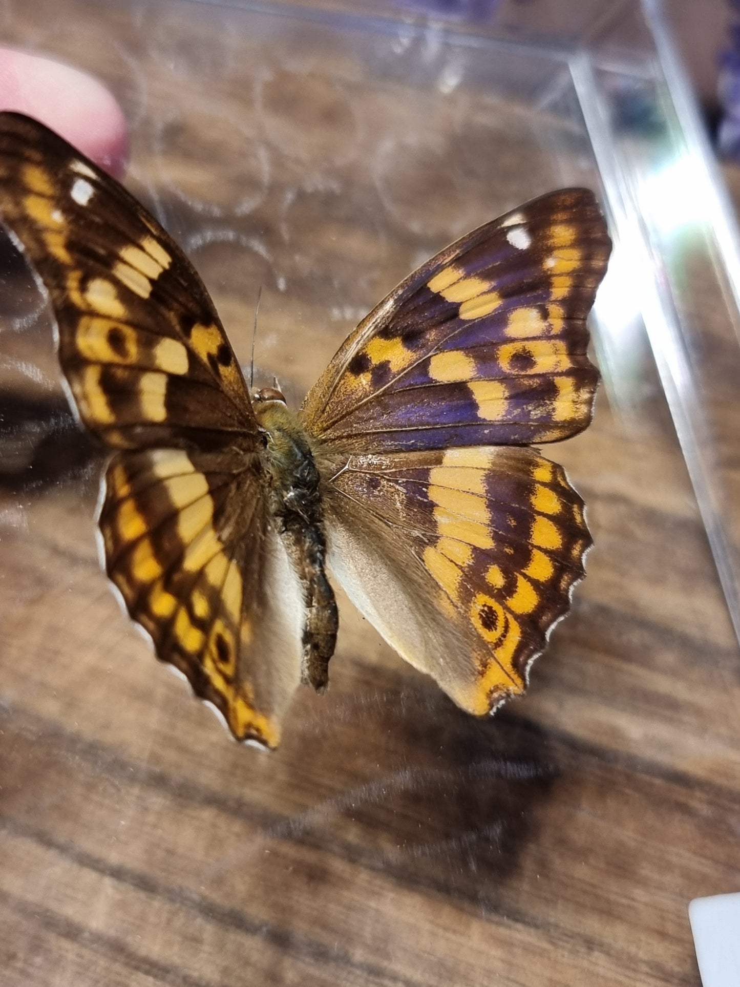 Lesser purple emperor butterfly  A