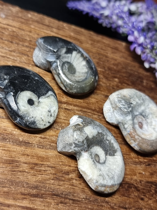 Goniatite fossil