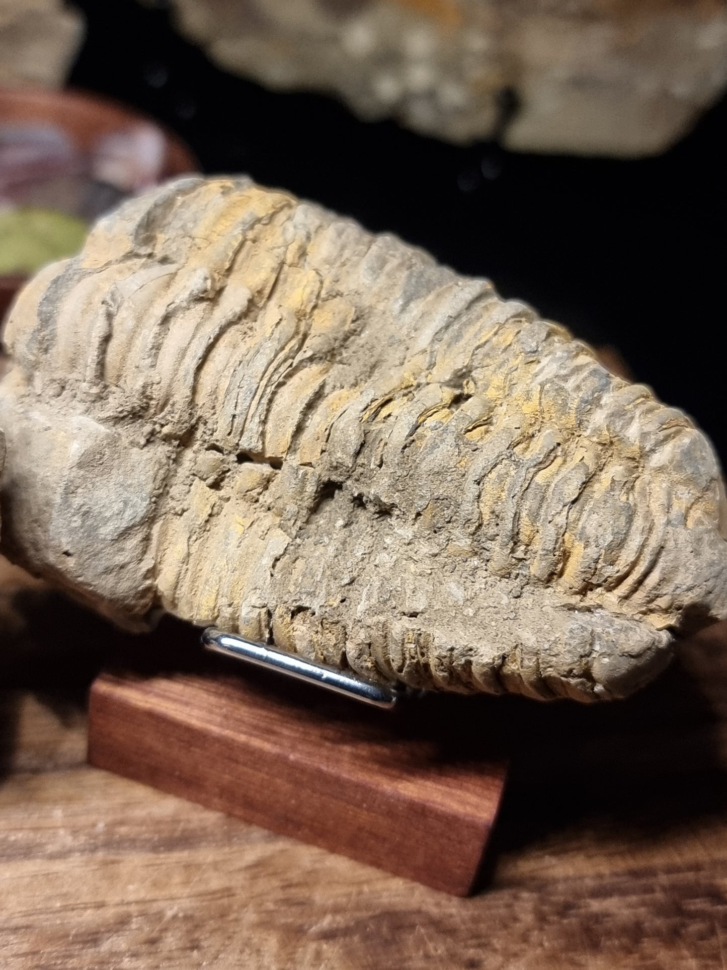 Calymene trilobite