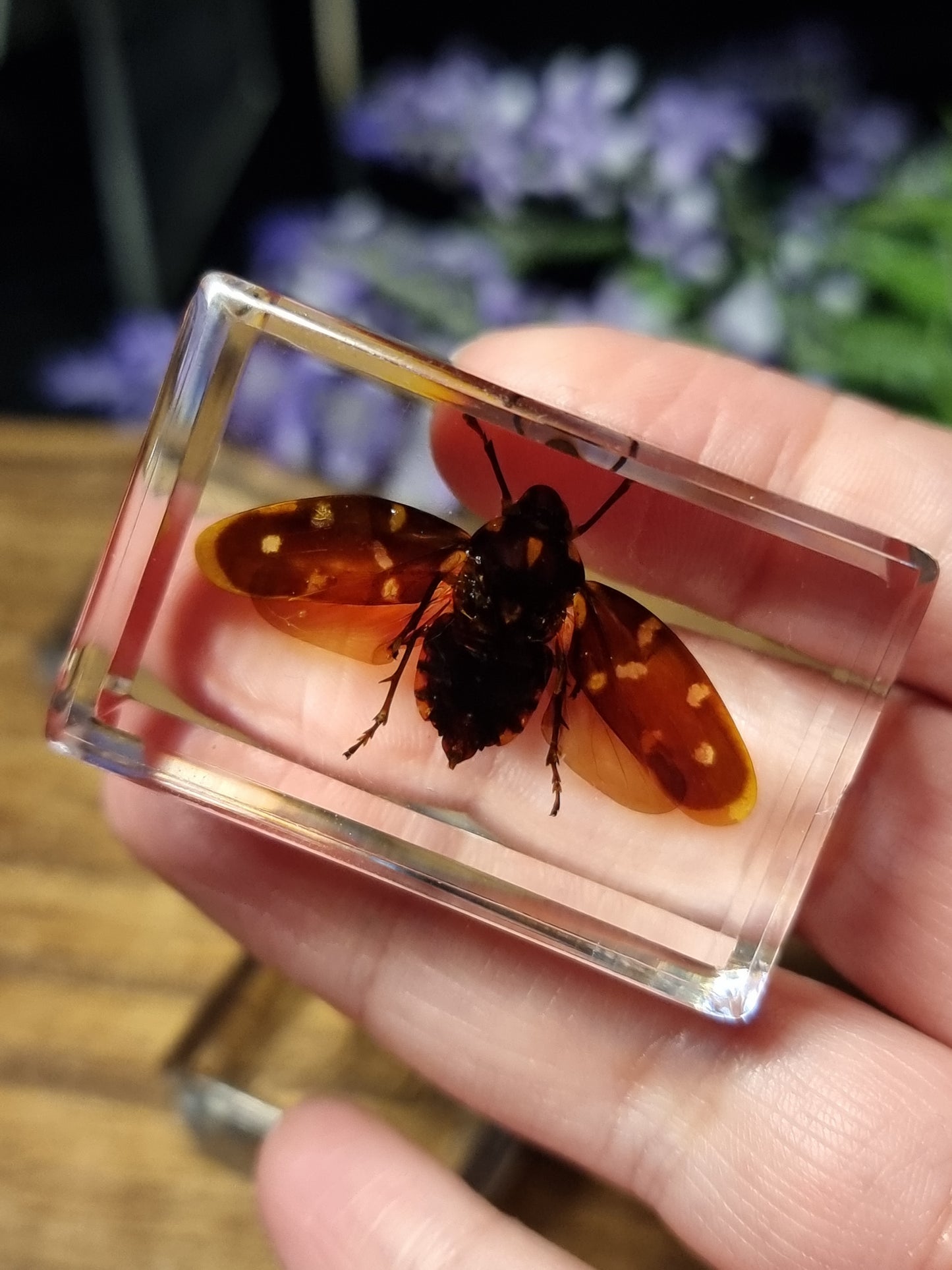 Insects in resin