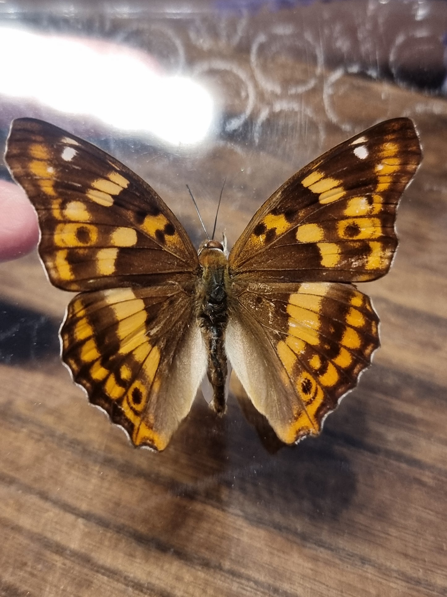 Lesser purple emperor butterfly  A