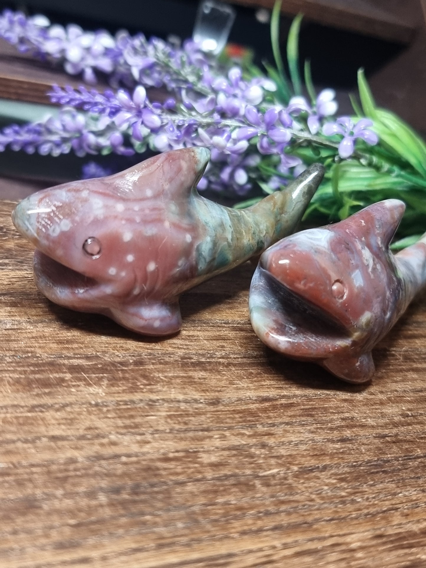 Ocean jasper sharks