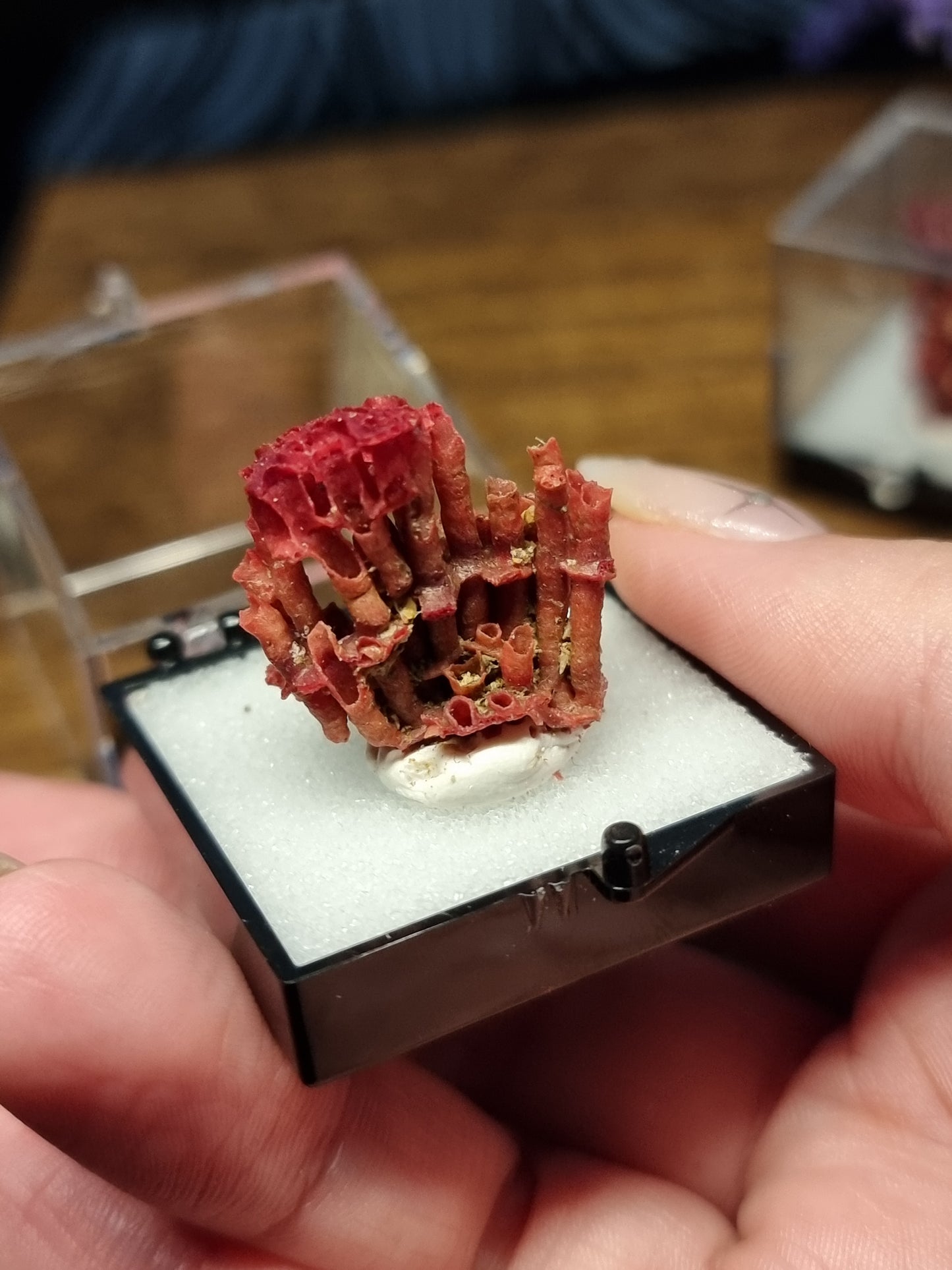 Red coral specimens