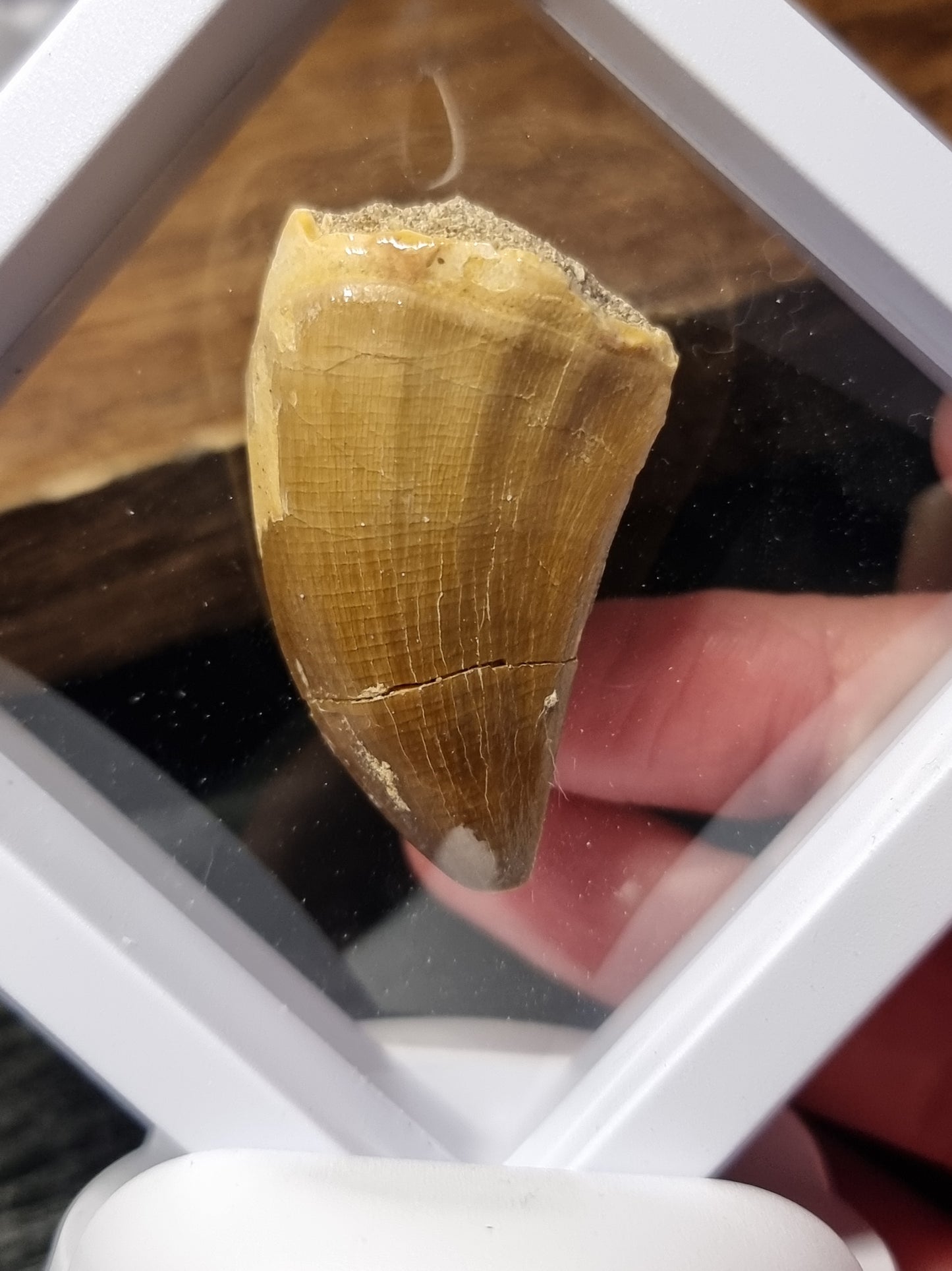 Mosasaur teeth