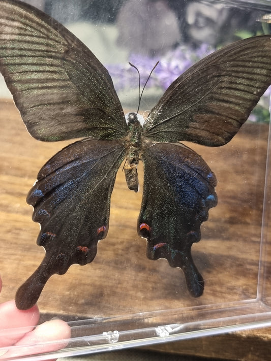 Female Chinese peacock butterfly  - imperfect