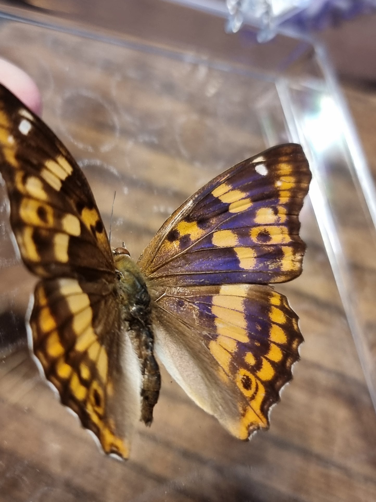 Lesser purple emperor butterfly  A