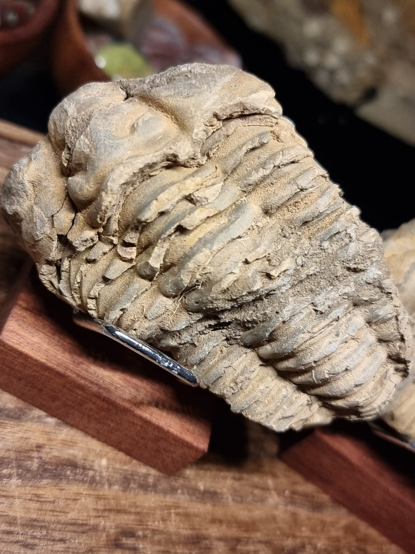 Calymene trilobite