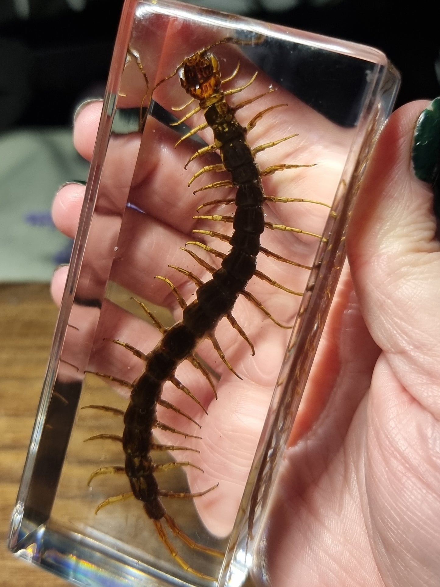 Centipede in resin